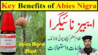 Abies Nigra Homeopathic Medicine  Gas  Stomach pain  Indigestion  How to use  Symptoms [upl. by Leesa]