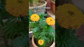 Winter flowering plants ₹10 each update shorts youtubeshorts winterflower [upl. by Nolitta]