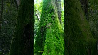 More than 100 years old Tree 🌳  Big Tree  100 வருடத்துக்கு மேலான மரம் nature galle travel [upl. by Emmuela816]