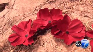 2000 poppies displayed in honor of WWI casualties [upl. by Bogie290]