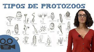 Tipos de protozoos [upl. by Comstock884]