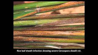 Rice Diseases Cercospora [upl. by Eliath]