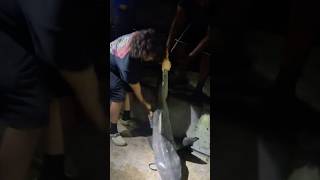 I was happy they released this shark back to the ocean after Fishing the Boyntonbeach inlet 🎣 [upl. by Nyrol]