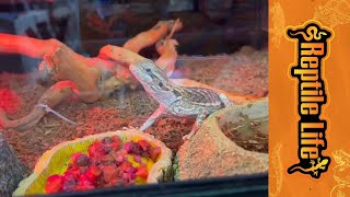 Reptile Frozen Food Adelaide  Reptile Life [upl. by Nickelsen]