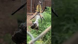 Banana Spider’s big Catch spider animals outdoors [upl. by Gowrie217]