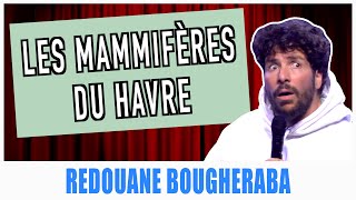 LES MAMMIFÈRES DU HAVRE  REDOUANE BOUGHERABA [upl. by Mcdowell63]