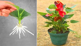 How to grow anthurium plants from leaves in pots [upl. by Timothea767]