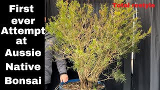 My first ever Australian Native bonsai transformation Massive Callistemon Bonsai [upl. by Halak]