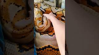 SERPIENTE GIGANTE curiosidades shortvideo viralvideo [upl. by Nauqes]