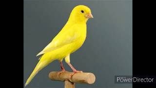 2 HORAS DE PURO CANTO  CANARIO BELGA  CANARY SINGING [upl. by Lim252]