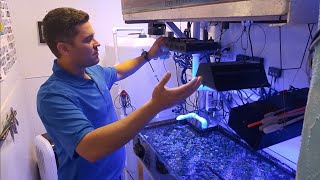 Zoanthid Care In Depth WalkThrough of Joshporksandwhich Zoas System [upl. by Daza842]