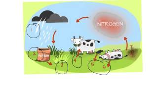 Nitrogen Cycle Explained [upl. by Elbertina]