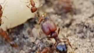 Pheidole species ant major soldier on the rampage smashing Tetramorium bicarinatum ants [upl. by Ailehpo]