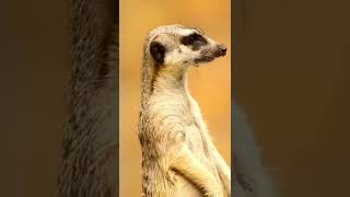 FUNNY MEERKAT VIDEO [upl. by Eimme40]