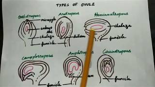 Types of ovule in Tamil class 12 Botany [upl. by Herriott]