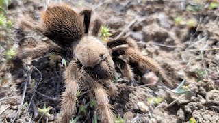 The Tarantula Lure [upl. by Vinny]