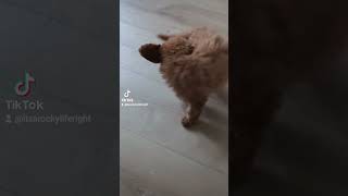 Cavapoo puppy chasing his own tail 😂 [upl. by Ynna387]