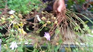 How to tidy up cranesbill geranium after flowering [upl. by Neelrahs]