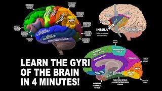 GYRI OF THE BRAIN  LEARN IN 4 MINUTES [upl. by Stimson]