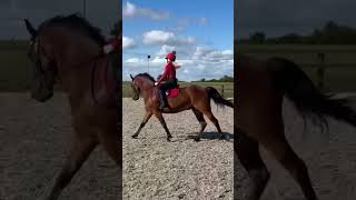 Flatwork today as I am competing at almondsbury show tomorrow Can’t wait Comment if your going [upl. by Aihsilat]