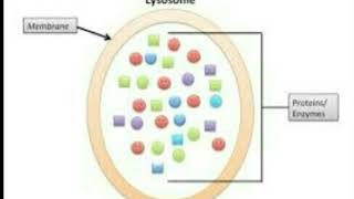 اسهل طريقة لشرح اليسوسوم Structure amp Function of Lysosomes  A Level Biology [upl. by Ordnasela480]