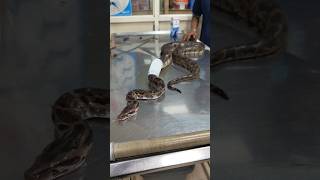 ദിവസങ്ങളോളം വലയിൽ കുരുങ്ങി കിടന്ന പാമ്പ് 🐍 Medical care for injured python urbansnakelife sarpa [upl. by Alisen367]