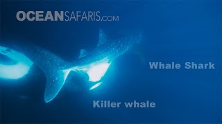 Killer Whale attacks Whale Shark [upl. by Rotceh831]