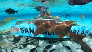 Nadando con tiburones en San Andres Colombia [upl. by Rashidi]