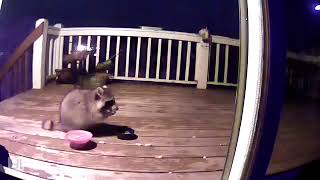 Raccoon Eats Cat Food  Steals Bowl [upl. by Yrac33]