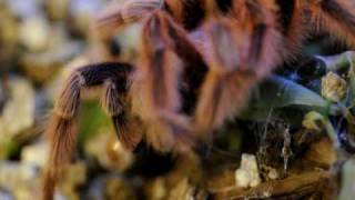 Male Tarantula prepares pedipalps [upl. by Faruq]