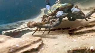 The Terrifying Giant Scorpion That Roamed Prehistoric Oceans [upl. by Alyce]