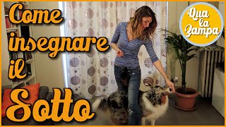 Come insegnare al cane a passare SOTTO le gambe  Addestramento Educazione cani n° 15  Qua la Zampa [upl. by Mihcaoj]