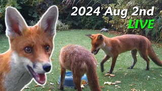 Foxes Live  2024 August 2nd [upl. by O'Conner]