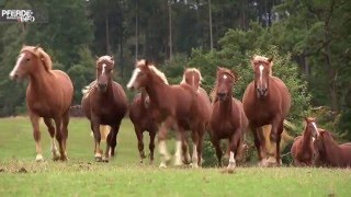 Süddeutsches Kaltblut – Power pur [upl. by Ajna269]