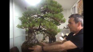 Pinus thunbergii bonsai Repotting by Gabriel Romero Aguade [upl. by Annauqal851]