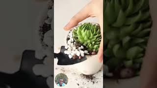 EXPLORING THE WORLD OF SUCCULENTS  THE CORRECT FERTILZER AND BEST METHOD OF APPLICATION [upl. by Esilrac]