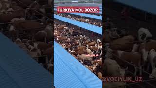 Mol bozoridan video buqa buqaboqish buqalar mol qoy cow qoybozor molbozor hokiz rek bull [upl. by Egroej285]