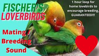 Fischers love birds parrot mating breeding call sound 1 hour video to encourage mating in home bird [upl. by Brenza]