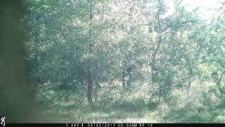 Strange Occurance on trail camera in Gonzales TX Bigfoot  Ottine Swamp Monster [upl. by Bilski438]