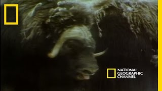 Musk Oxen vs Arctic Wolves  National Geographic [upl. by Durr366]