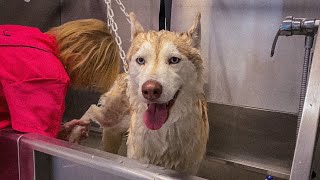 TOILETTAGE DE MON HUSKY ET POMSKY  YUKI HUSKY [upl. by Torrie]