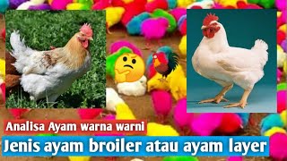 Ayam warna warni itu jenis ayam broiler atau ayam layer 🤔🐓 [upl. by Hallee]