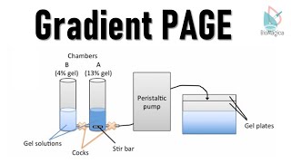 Gradient PAGE Polyacrylamide gel electrophoresis II Protein Electrophoresis [upl. by Oshinski]