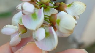 Pongame oiltree🌳 lndian beech tree Millettia pinnata  KaranjaMalapari  Kharodi Malad W Mumbai [upl. by Oscar]