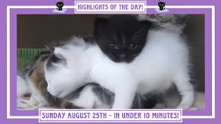 Highlights of the Day  Sunday August 25th [upl. by Tarrah]