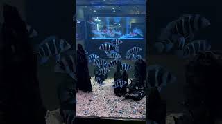 Humphead cichlid fish 🐋🐬fishtanks bettafish bettafishtanks aquariumchannel fishing fish [upl. by Lramaj]