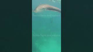 Giant ocean Creatures Caught in camera wildlife shortsvideo shorts ocean [upl. by Nnaeel]