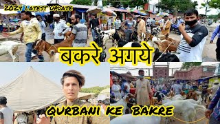 jama masjid bakra mandi  बकरे अगये  latest update  qurbani ke bakre  bakra eid 2024  vlog [upl. by Jarid]