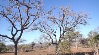 Leopard hunting monkey at Sabi Sands [upl. by Eornom]