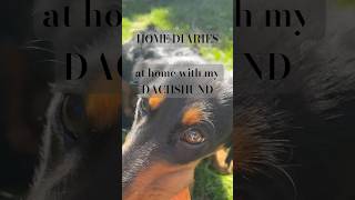 home diaries  at home with my dachshund [upl. by Feola]